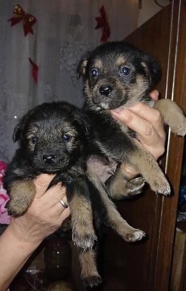 щенки собак: Щенки метисы, короткошерстные, компактные. Малыши темно-окрасочные — 5