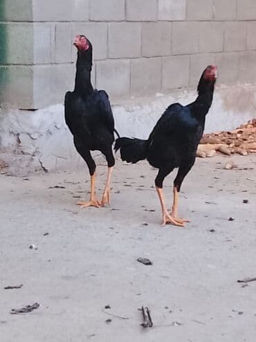 быки бычки: Продаю | Куры | Бойцовая | Для разведения — 2