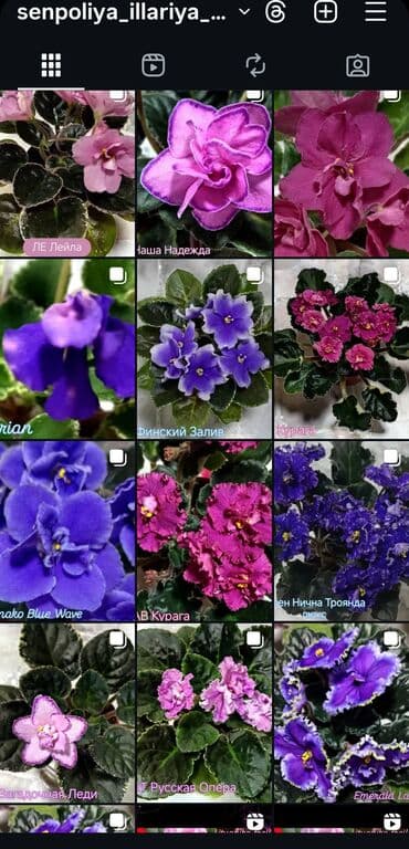 купить луковицы тюльпана: В продаже трейлерные (ампельные и кустовые)фиалки: детки, стартеры(от — 31