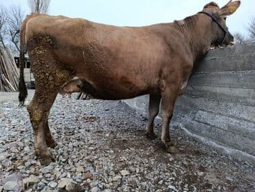 Собаки: Продаю | Корова (самка) | Швицкая | Для молока | Стельные — 1