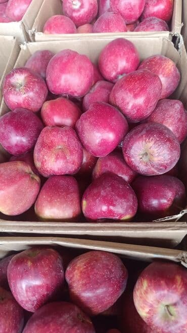 превосходный сорт яблок: Яблоки В розницу — 1