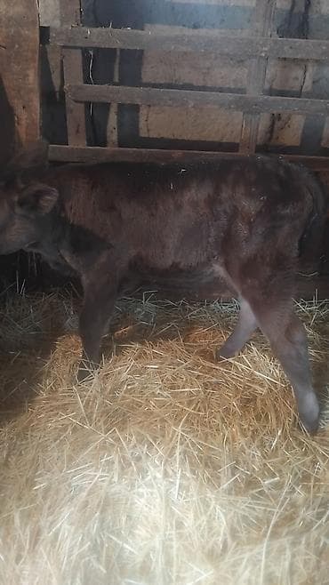 торпок цена: Сатам | Музоо | Көбөйтүү үчүн — 2