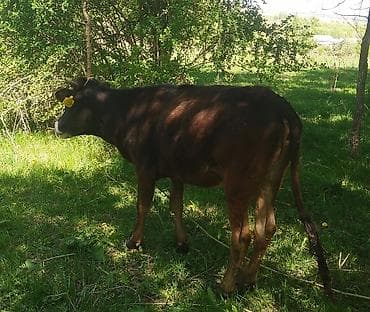Продаю | Бык (самец) | На откорм