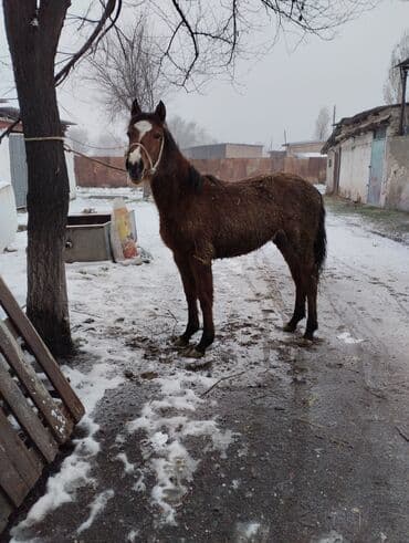 лошади тайчики: Продаю | Жеребец | Рабочий | Племенные — 1