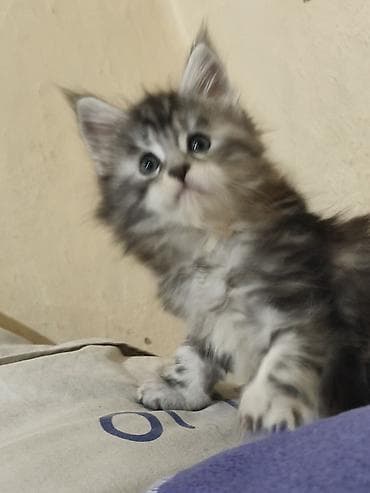 продажа котят мейн кун: Питомник мейн-кунов — породистые котята - Порода: Maine Coon — — 1