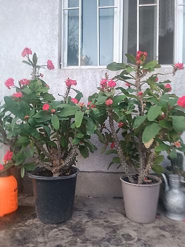 молочай гулу: Молочай Милла (Euphorbia milii) — взрослые кусты в горшках. - Два — 1