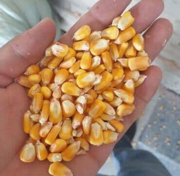 собака долматинец: Жугору бар коп — 1