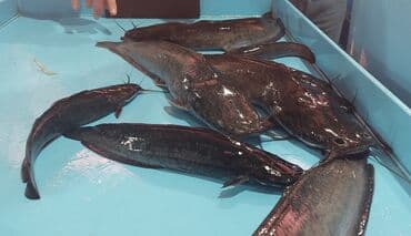 живые раки: Свежий, 2 кг, 3 кг, Самовывоз, Платная доставка — 3