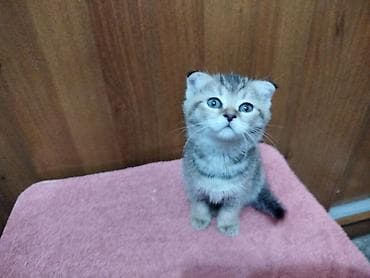 Кошки: Скотиш Фолд (Шотландская вислоухая), 2 месяца, Девочка, Приучена к лотку — 2
