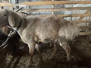 Продаю | Баран (самец) | Гиссарская at lalafo.kg Продаю | Баран (самец) | Гиссарская