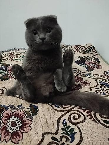 село петровка: 13 соток, Красная книга, Тех паспорт — 1