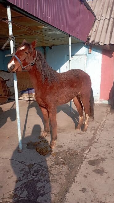 мышык бишкек: Сатам | Бээ (ургаачы) — 9