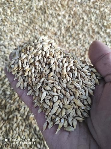 Продаем корма. Ячмень Пшеница.цена договорная