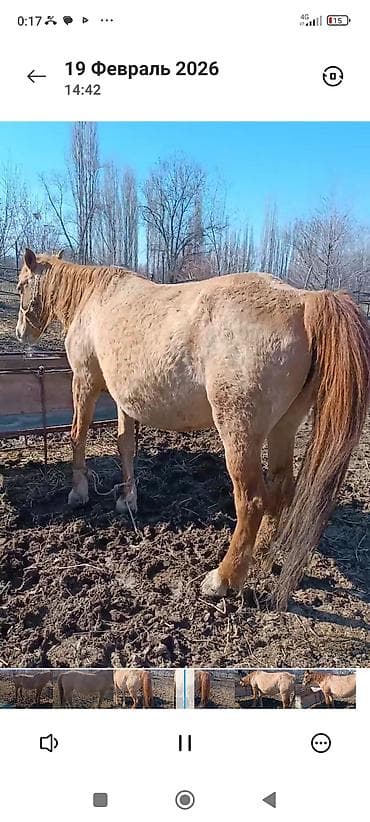 продаю баран сокулук: Сатам | Жылкы (эркек) | Аргын | Жумушка | Мерин — 5