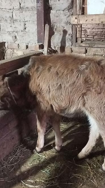 бигль собака: Продаю | Тёлка — 4