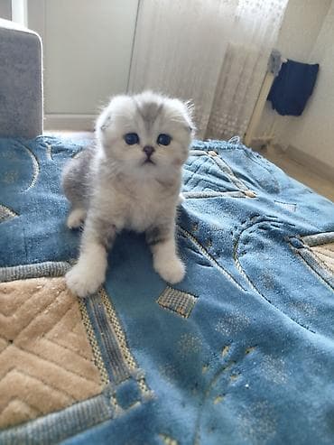 Мышыктар: Шотландский вислоухий котёнок (Scottish Fold) - Окрас: серебристый — 3