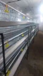 оборудование для кур несушек: Многоярусные клеточные батареи для содержания птицы — 6