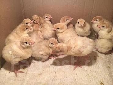 цыпл: Продаю | Индюшата | Северокавказская — 2