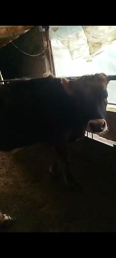 продаю дойную корову: Продаю | Тёлка | Для молока | Привязанные — 1