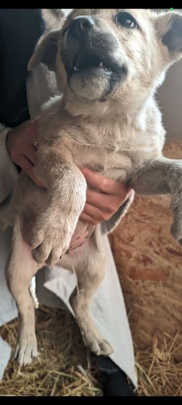 щенки русского той терьера: Щенки метисы, короткошёрстные, среднего предполагаемого размера. Окрас — 10