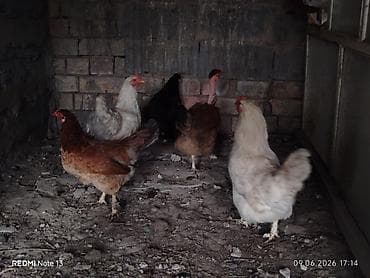 кальций для животных: Продаю | Куры | Домашняя | Несушки — 5