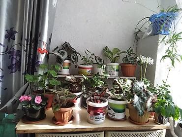 Продаются комнатные растения каждый по 200 сомов at lalafo.kg Продаются комнатные растения каждый по 200 сомов