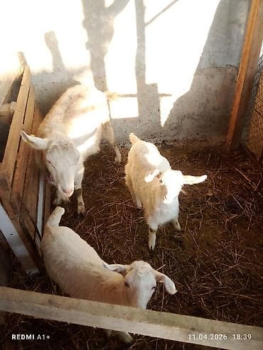 сова живая: Продаю | Коза (самка) | Полукровка | Для разведения — 1