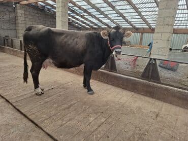 Собаки: Ассалом алейкум жамаат Ушул Алатоо породасындагы чоң уй сатылат. 8айга — 1