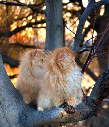 британская короткошерстная кошка купить: Плюшевые котята редкого окраса золотая шиншилла (возможны оттенки — 1