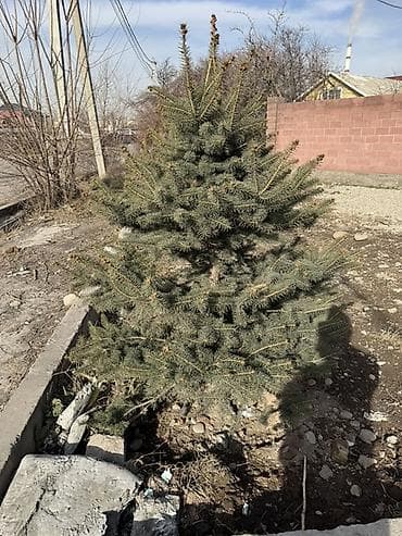 Ель голубая (Picea pungens, «колючая ель») для озеленения участка. -