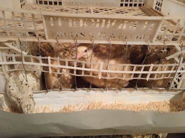 домик для кот: Бөдөнөлөр сатылат. Адрес: Талас району, Таш-Арык айылы (Манас Ордо — 3