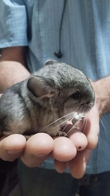 Шиншиллы цена 4500сом торг уместен - Пушистый малыши с крупными