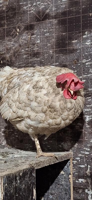 Продаю | Куры | Несушки