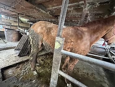 Услуги ветеринара: Продаю | Кобыла (самка) — 5