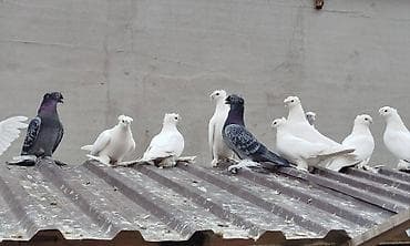 мышык сатып алам: Племенных голубей старопородный — 1