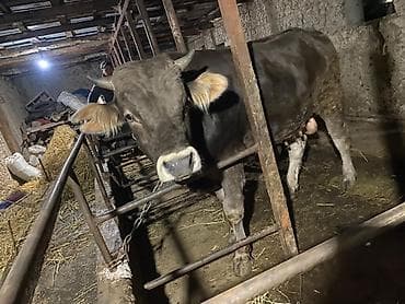 Продаю | Бык (самец) | Швицкая | На откорм, Для разведения | Привязанные