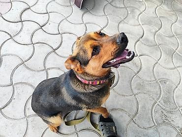 рынок собак в бишкеке: Ротвейлер, 7 месяцев, Самка — 4