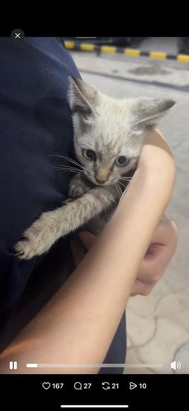 Отдам даром кошку: Котёнок 2 месяца ищет дом! Отдам с полным набором для жизни 🐱 — 2