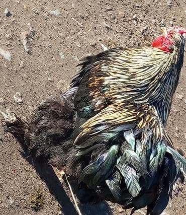 Кошки: Продаю | Петух | Брама | Для боев — 5