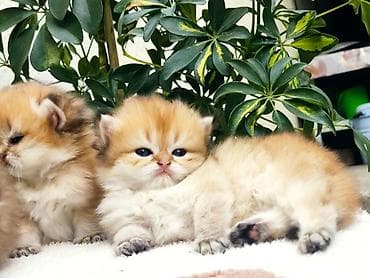 белые котенки: 1 месяц, Мальчик, Золотая шиншилла, Приучена к лотку, Проглистована — 6