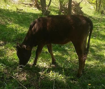 Айыл-чарба жаныбарлары: Сатам | Бука (эркек) | Бордоп семиртүү үчүн — 2