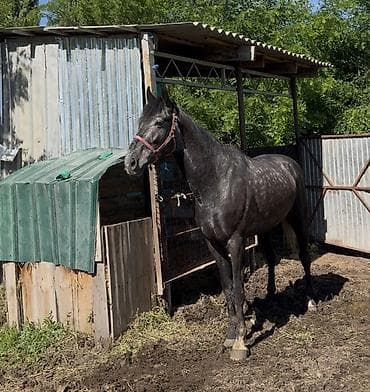 продаю опилку: Продаю | Жеребец | Рабочий | Племенные, Осеменитель — 1