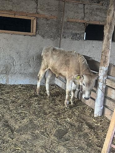 сазан живой: Продаю | Бык (самец) | Алатауская | Для разведения | Привязанные — 3