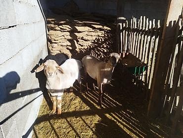 продаю птиц: Продаю | Овца (самка) | Для разведения | Матка — 8