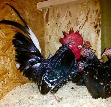 хатико собака: Продаются цыплата Карликовых Декоративных кур КохинХины • Белые • — 3