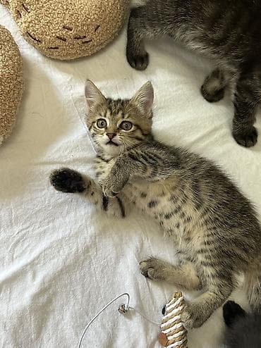 Кошки: Отдаю котят в добрые и ответственные руки 🐾 📍 г. Бишкек Котятам по 2 — 4