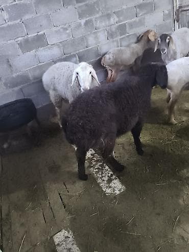 инкубатор мини: Продаю | Овца (самка) | Для разведения | Матка — 2