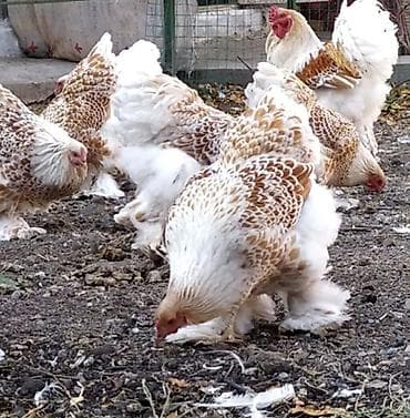 скот бык: Продаю | Куры | Брама | Для разведения — 1