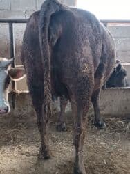 дом кошек: Продаю | Корова (самка) | Алатауская, Швицкая | Для разведения, Для молока | Племенные, Стельные, Искусственник — 4