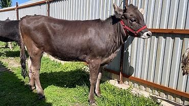 матки пчел: Продаю | Тёлка | На откорм | Отела не было — 2